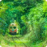 Train dans la forêt
