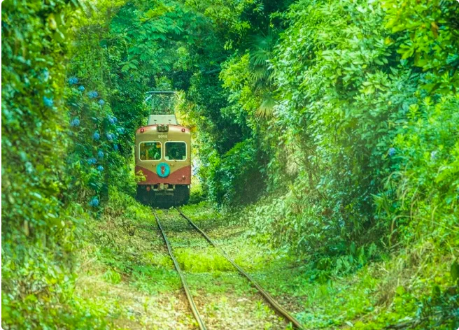 train dans la forêt
